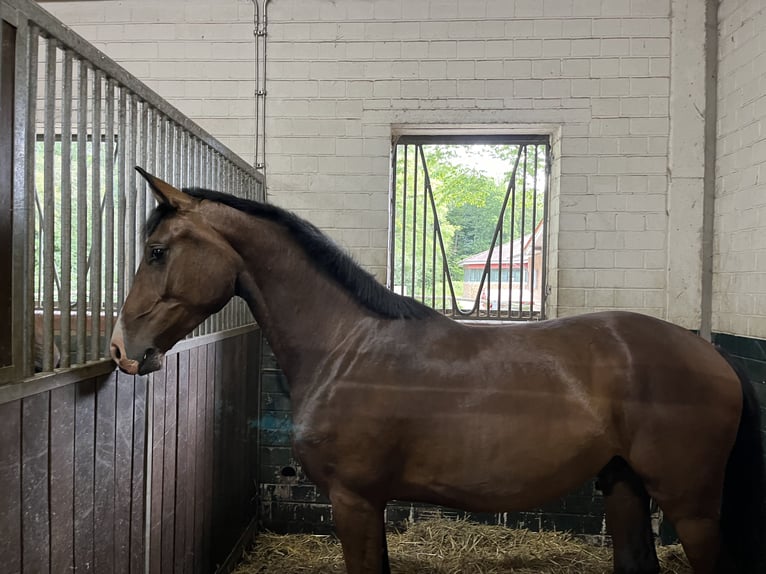 Koń westfalski Wałach 3 lat 170 cm Gniada in Greven