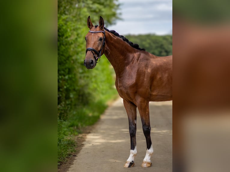 Koń westfalski Wałach 3 lat 170 cm Gniada in Roeser