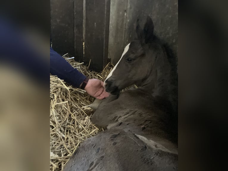 Koń westfalski Wałach 3 lat 170 cm Kara in Westerkappeln