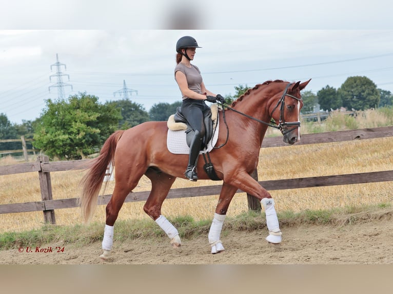 Koń westfalski Wałach 3 lat 170 cm Kasztanowata in Greven