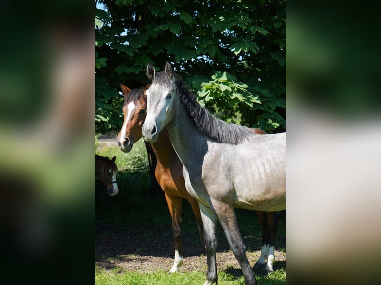 Koń westfalski Wałach 3 lat 170 cm Siwa w hreczce in Wuppertal