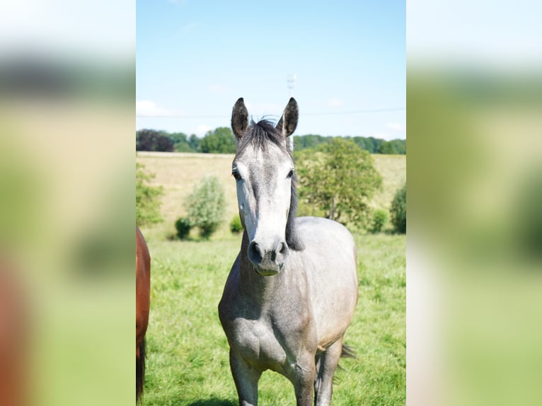 Koń westfalski Wałach 3 lat 170 cm Siwa w hreczce in Wuppertal