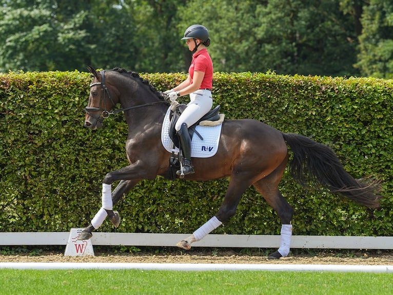 Koń westfalski Wałach 3 lat 170 cm Skarogniada in Münster