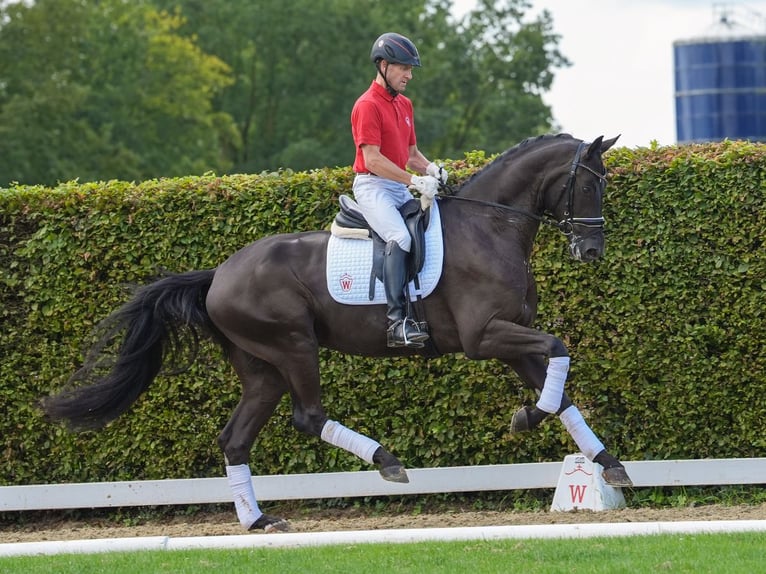 Koń westfalski Wałach 3 lat 172 cm Kara in Münster