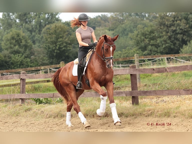 Koń westfalski Wałach 3 lat 172 cm Kasztanowata in Saerbeck