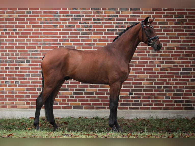 Koń westfalski Wałach 3 lat 174 cm Gniada in Rhede