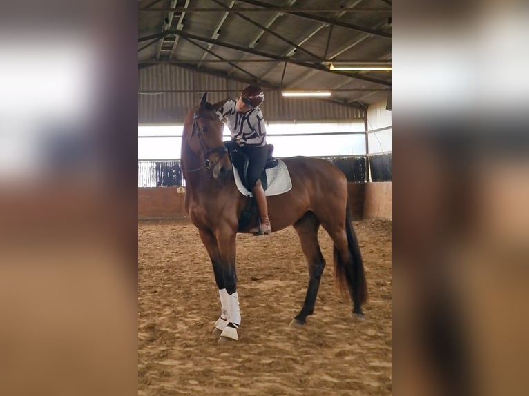 Koń westfalski Wałach 3 lat 175 cm Gniada in Warendorf