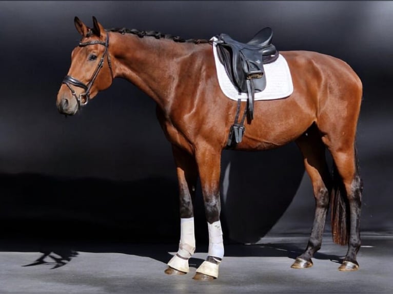 Koń westfalski Wałach 3 lat 175 cm Gniada in Warendorf