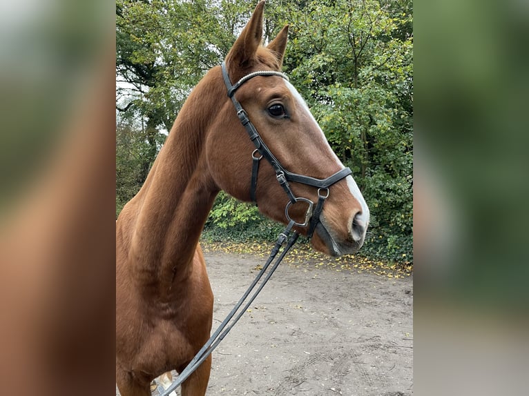 Koń westfalski Wałach 3 lat 175 cm Kasztanowata in Oberhausen