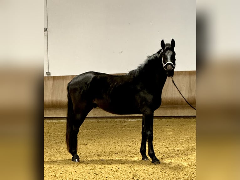 Koń westfalski Wałach 3 lat 177 cm Skarogniada in Sankt Augustin