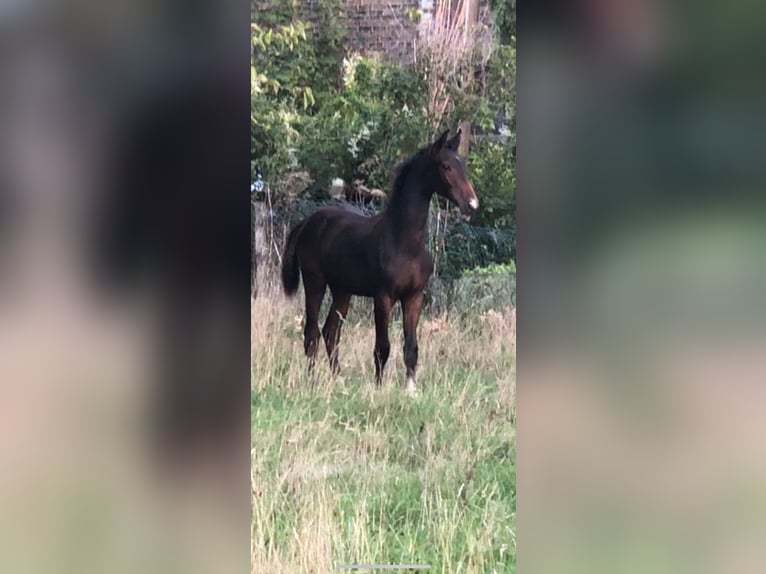 Koń westfalski Wałach 3 lat Ciemnogniada in Hamm