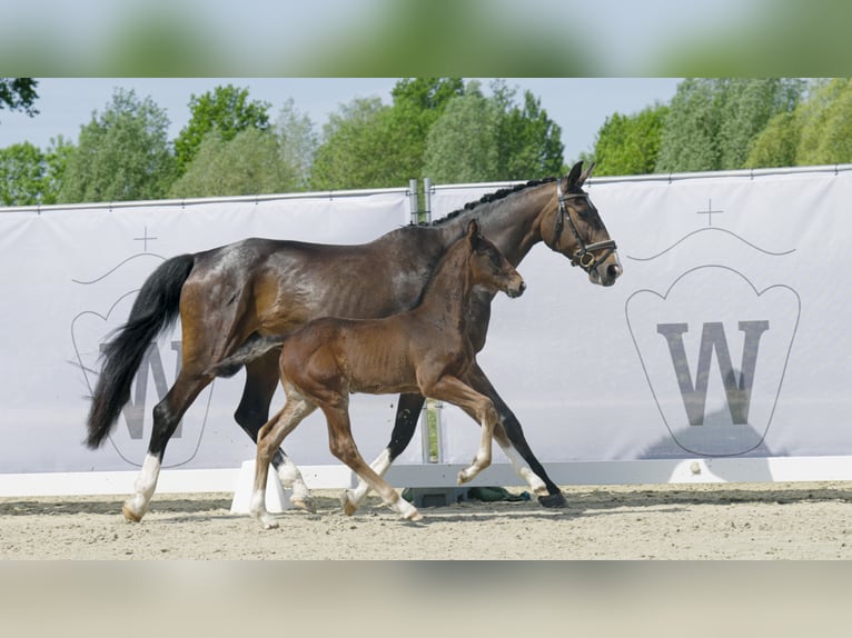 Koń westfalski Wałach 3 lat Ciemnogniada in Hamm