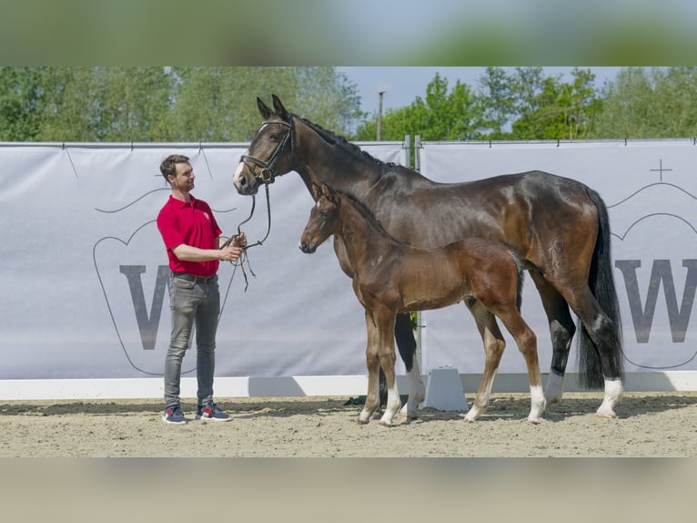 Koń westfalski Wałach 3 lat Ciemnogniada in Hamm