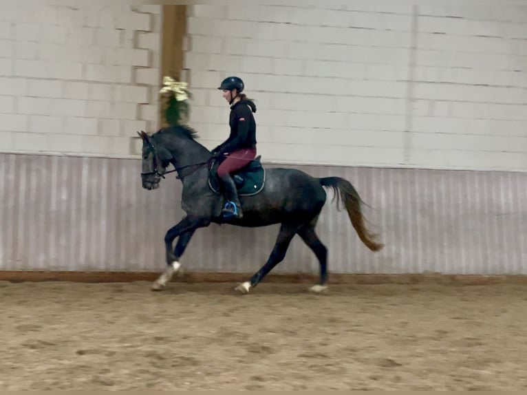 Koń westfalski Wałach 4 lat 158 cm Siwa in Schenklengsfeld