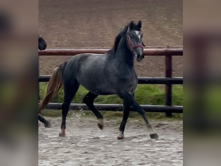 Koń westfalski Wałach 4 lat 158 cm Siwa in Schenklengsfeld