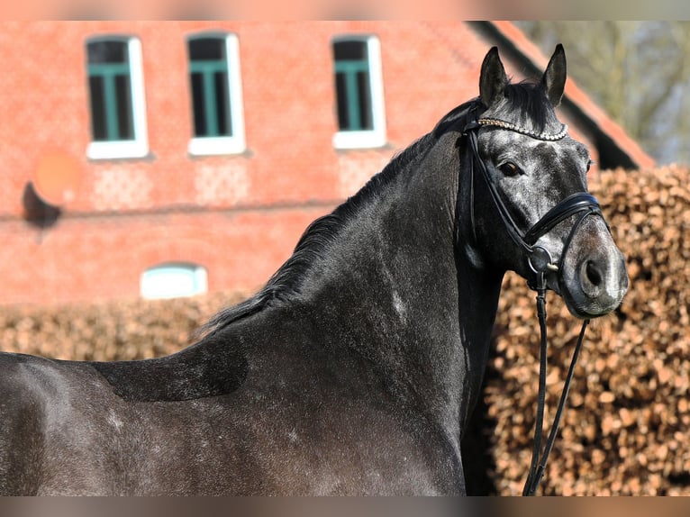 Koń westfalski Wałach 4 lat 159 cm Karosiwa in Rehburg-Loccum M&#xFC;nchehagen