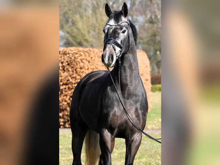 Koń westfalski Wałach 4 lat 159 cm Karosiwa in Rehburg-Loccum M&#xFC;nchehagen