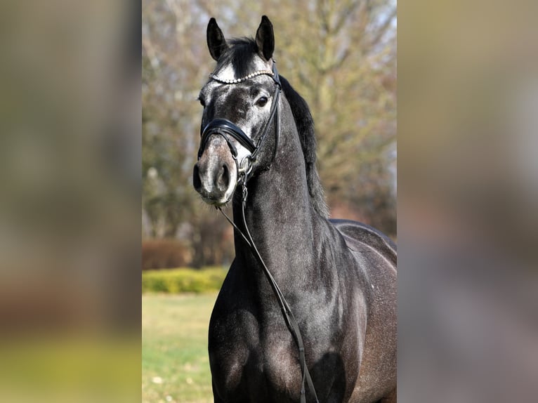 Koń westfalski Wałach 4 lat 159 cm Karosiwa in Rehburg-Loccum M&#xFC;nchehagen