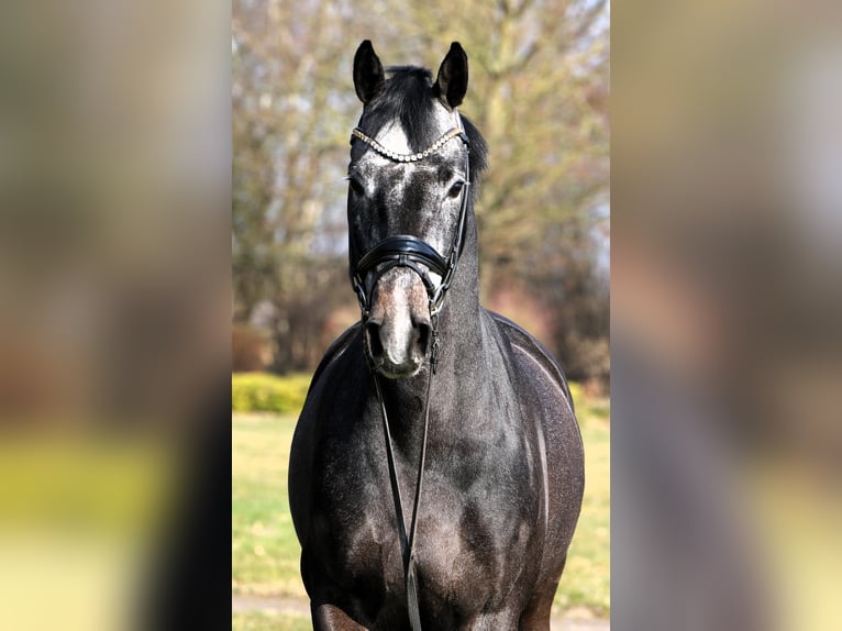 Koń westfalski Wałach 4 lat 159 cm Karosiwa in Rehburg-Loccum M&#xFC;nchehagen