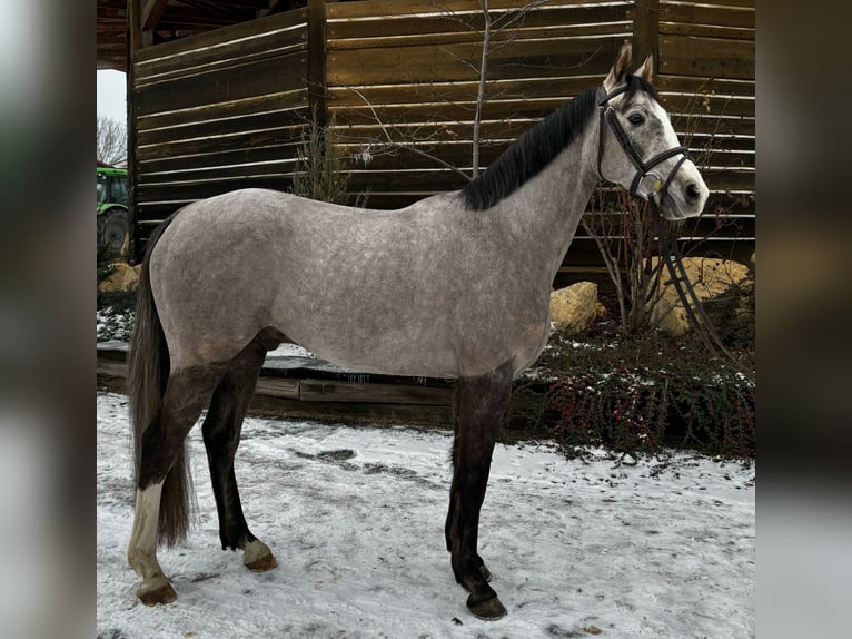 Koń westfalski Wałach 4 lat 159 cm Siwa jabłkowita in Lohmar