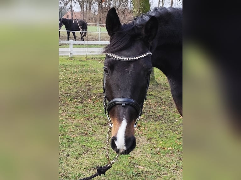 Koń westfalski Wałach 4 lat 160 cm Ciemnogniada in Bad Laer