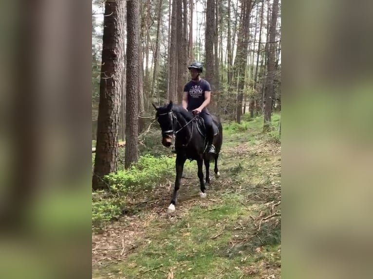 Koń westfalski Wałach 4 lat 160 cm Skarogniada in Neunburg vorm Wald
