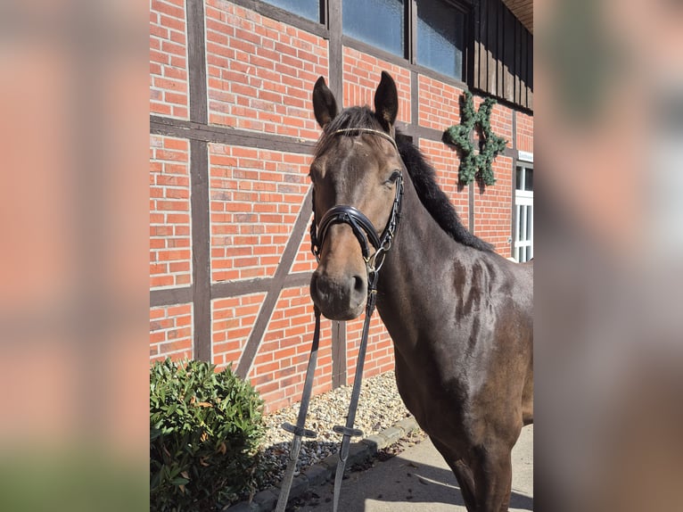 Koń westfalski Wałach 4 lat 162 cm Ciemnogniada in Borken