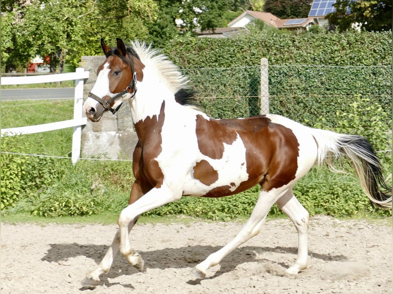 Koń westfalski Wałach 4 lat 162 cm Srokata in Borgentreich