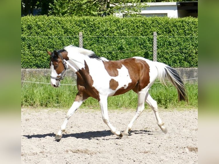 Koń westfalski Wałach 4 lat 162 cm Srokata in Borgentreich