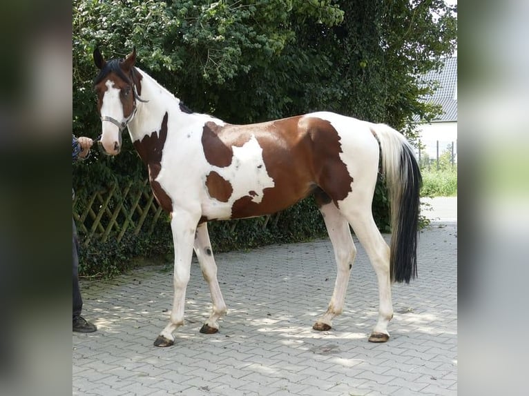 Koń westfalski Wałach 4 lat 162 cm Srokata in Borgentreich