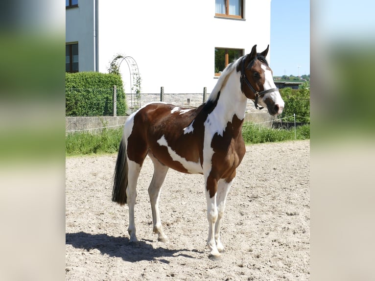 Koń westfalski Wałach 4 lat 162 cm Srokata in Borgentreich