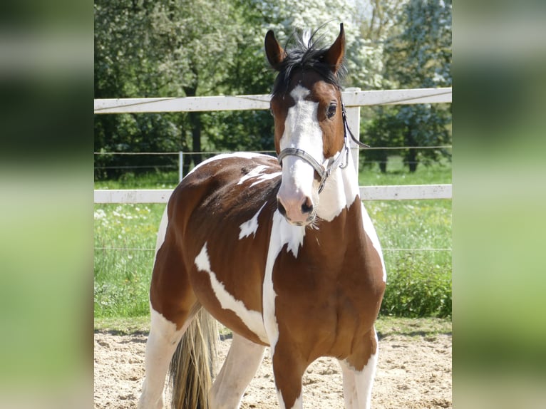 Koń westfalski Wałach 4 lat 162 cm Srokata in Borgentreich