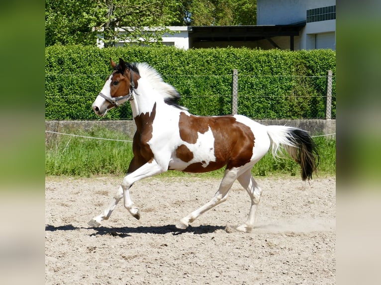 Koń westfalski Wałach 4 lat 162 cm Srokata in Borgentreich