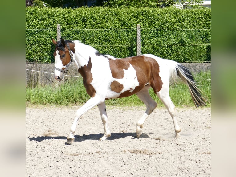 Koń westfalski Wałach 4 lat 162 cm Srokata in Borgentreich