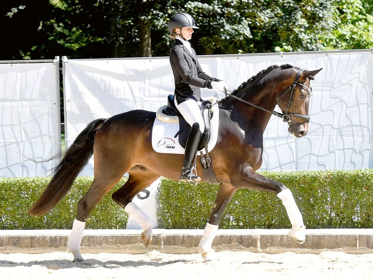 Koń westfalski Wałach 4 lat 163 cm Ciemnogniada in Bad Bevensen