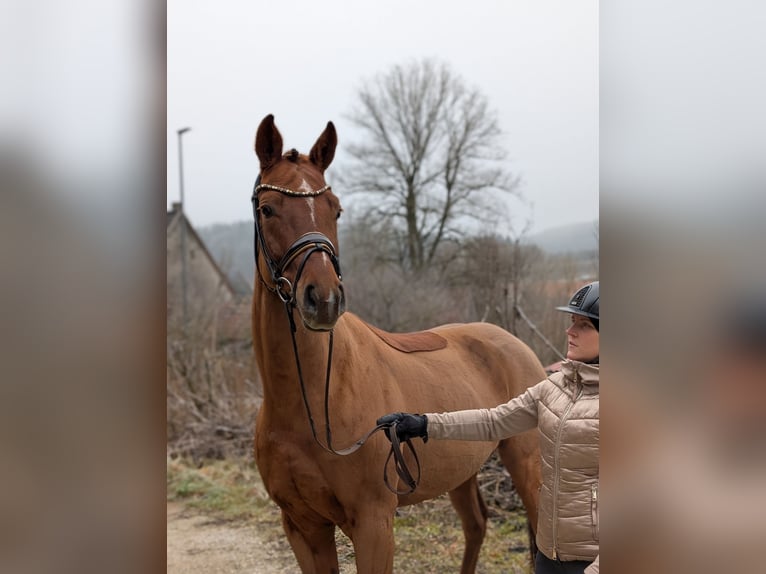 Koń westfalski Wałach 4 lat 164 cm Ciemnokasztanowata in Plech