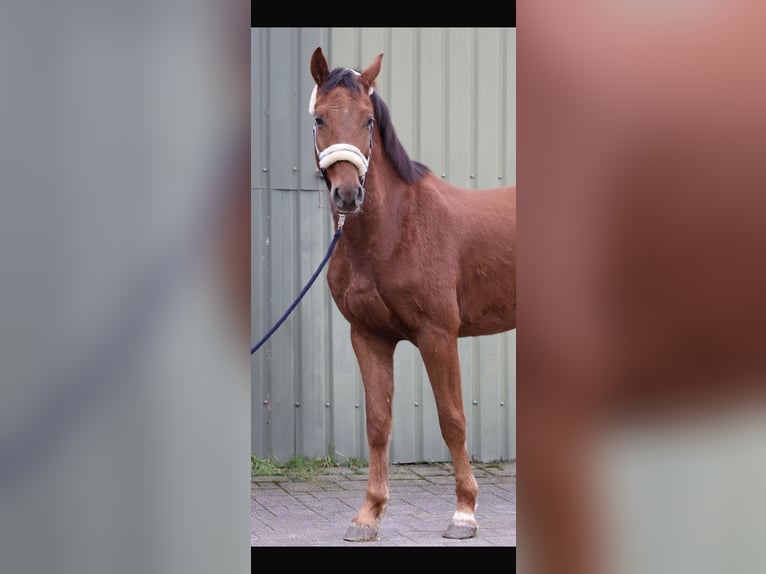 Koń westfalski Wałach 4 lat 164 cm Cisawa in Lindlar