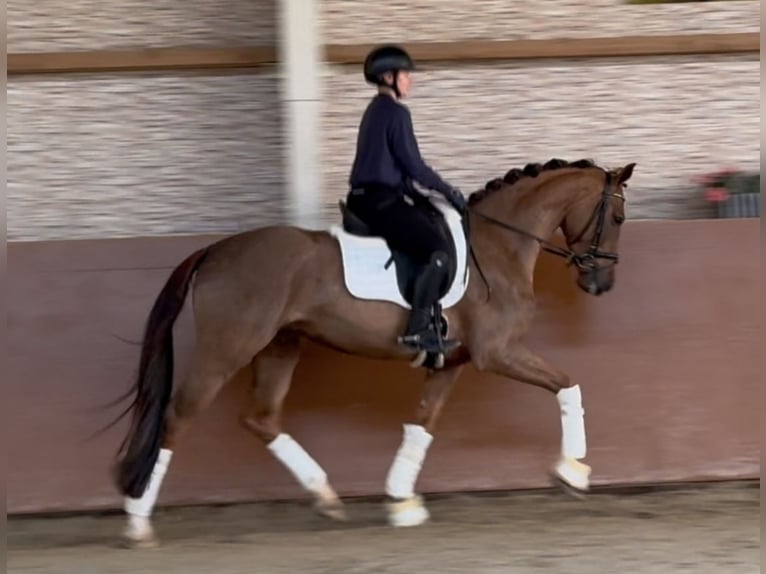 Koń westfalski Wałach 4 lat 165 cm Ciemnokasztanowata in Wehringen