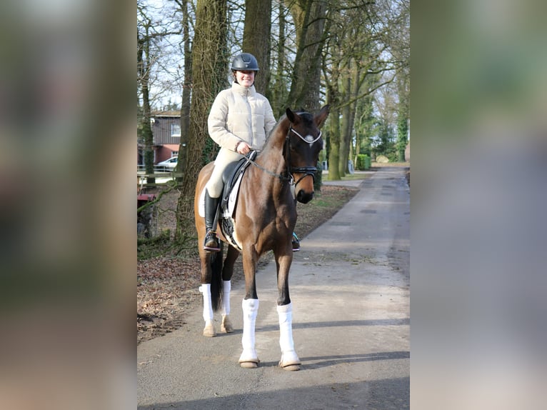 Koń westfalski Wałach 4 lat 165 cm Gniada in Fürstenau