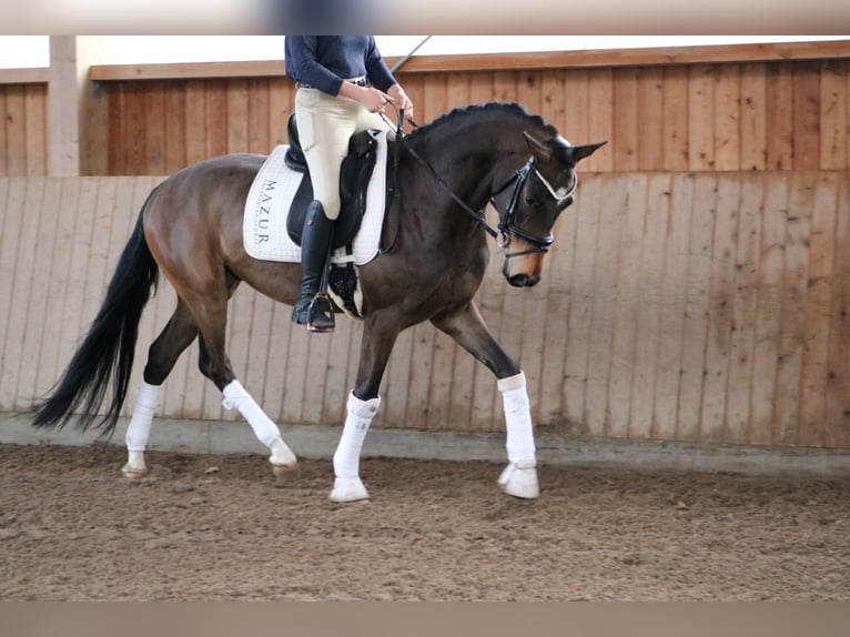 Koń westfalski Wałach 4 lat 165 cm Gniada in Fürstenau