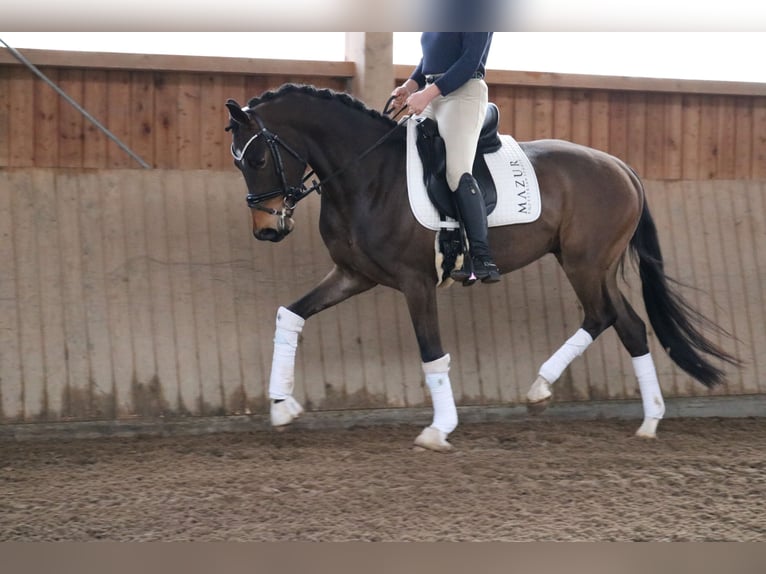 Koń westfalski Wałach 4 lat 165 cm Gniada in Fürstenau