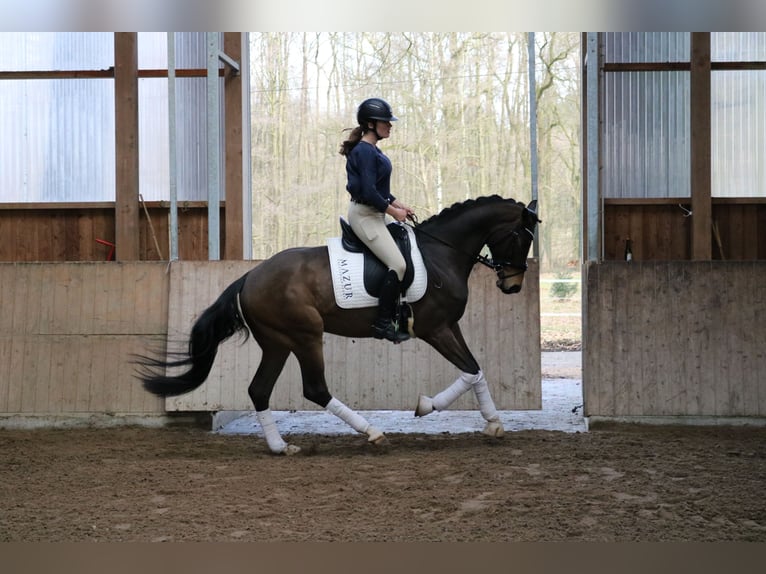 Koń westfalski Wałach 4 lat 165 cm Gniada in Fürstenau