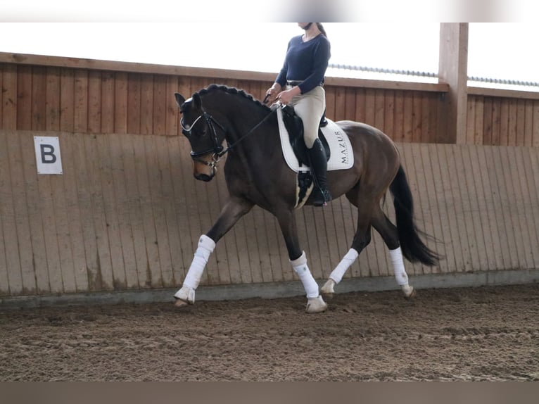 Koń westfalski Wałach 4 lat 165 cm Gniada in Fürstenau