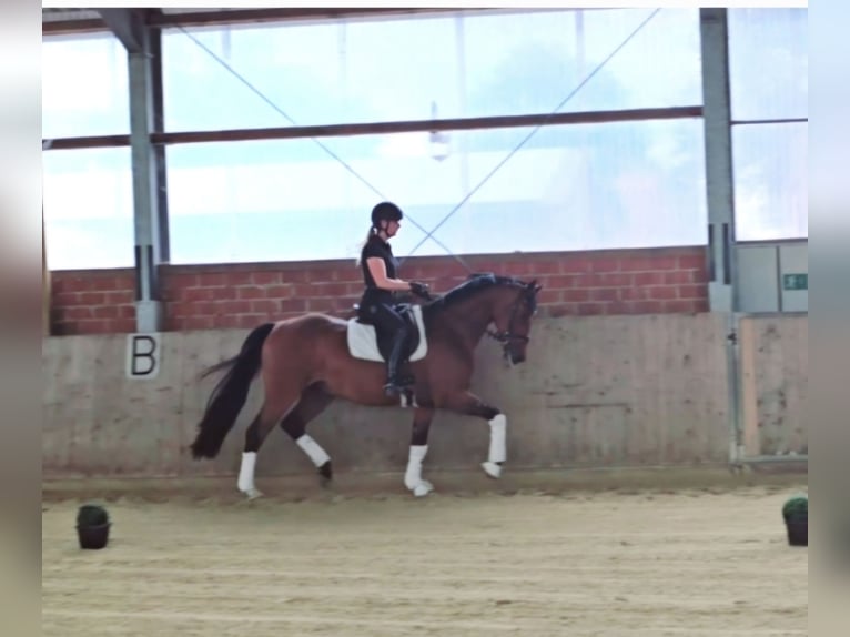 Koń westfalski Wałach 4 lat 165 cm Gniada in Warendorf