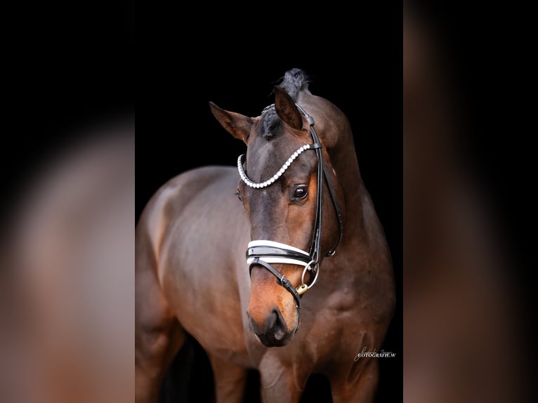 Koń westfalski Wałach 4 lat 166 cm Ciemnogniada in Lehrberg