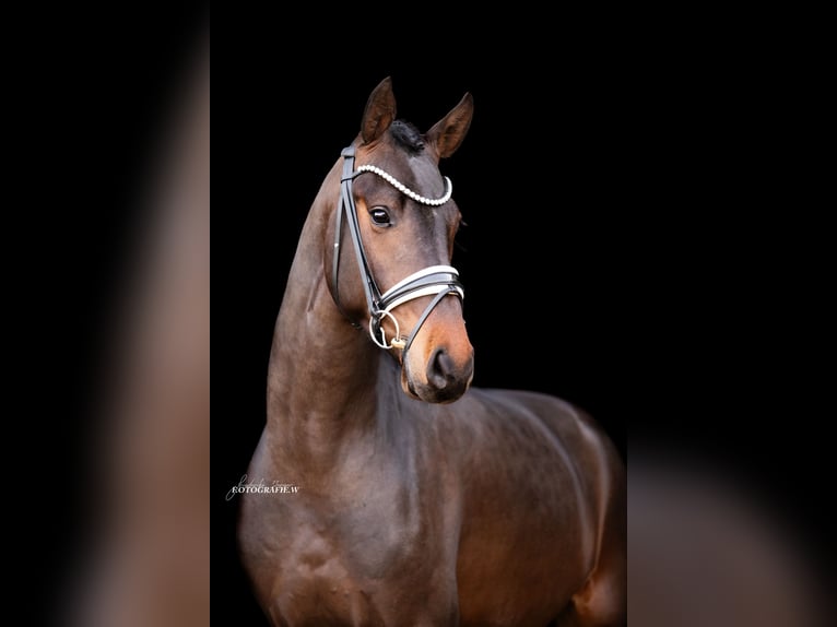 Koń westfalski Wałach 4 lat 166 cm Ciemnogniada in Lehrberg