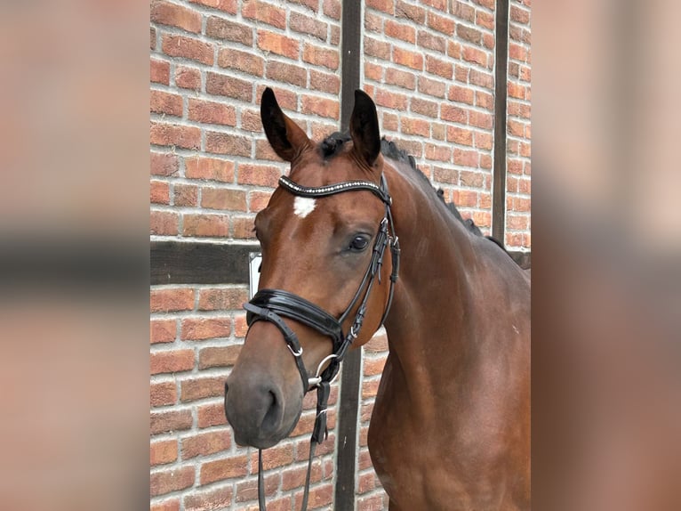 Koń westfalski Wałach 4 lat 166 cm Gniada in Heidesheim am Rhein