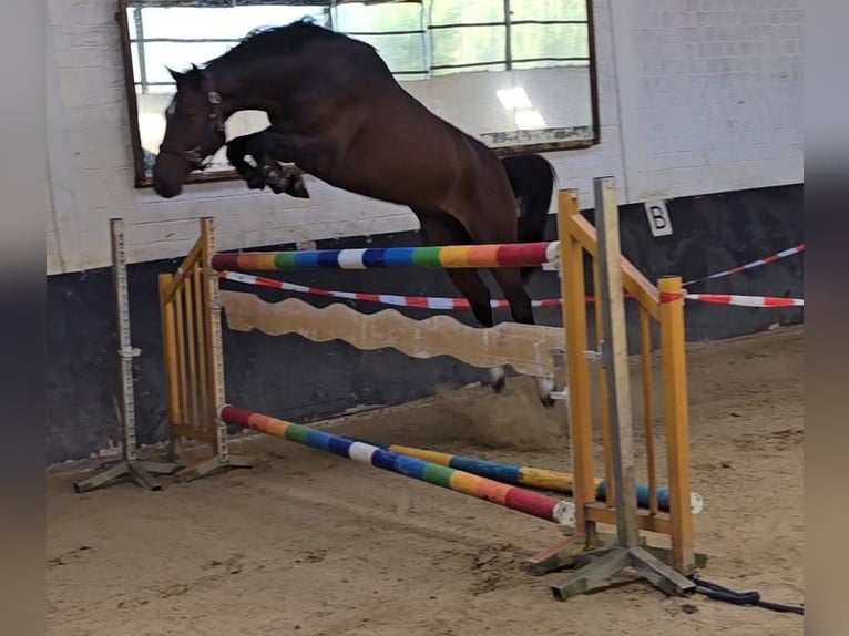 Koń westfalski Wałach 4 lat 167 cm Ciemnogniada in Waldfeucht