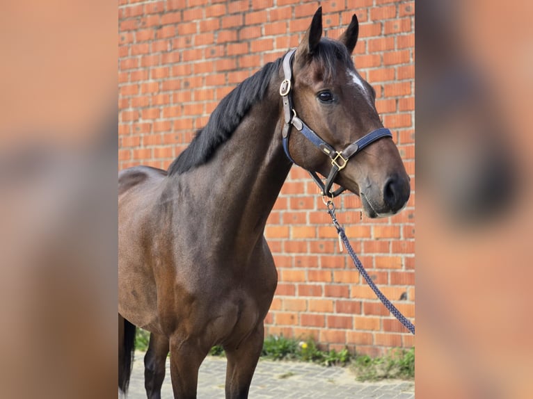 Koń westfalski Wałach 4 lat 167 cm Ciemnogniada in Waldfeucht