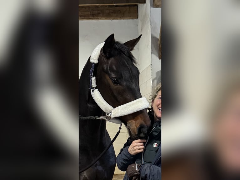 Koń westfalski Wałach 4 lat 167 cm Ciemnogniada in LienenLienen